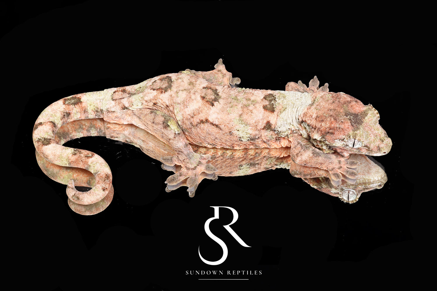 Mother Of Pearl - Sundown Reptiles