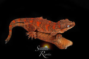 RA55 - Female Skeleton Super Blotch (OJ x Coral)