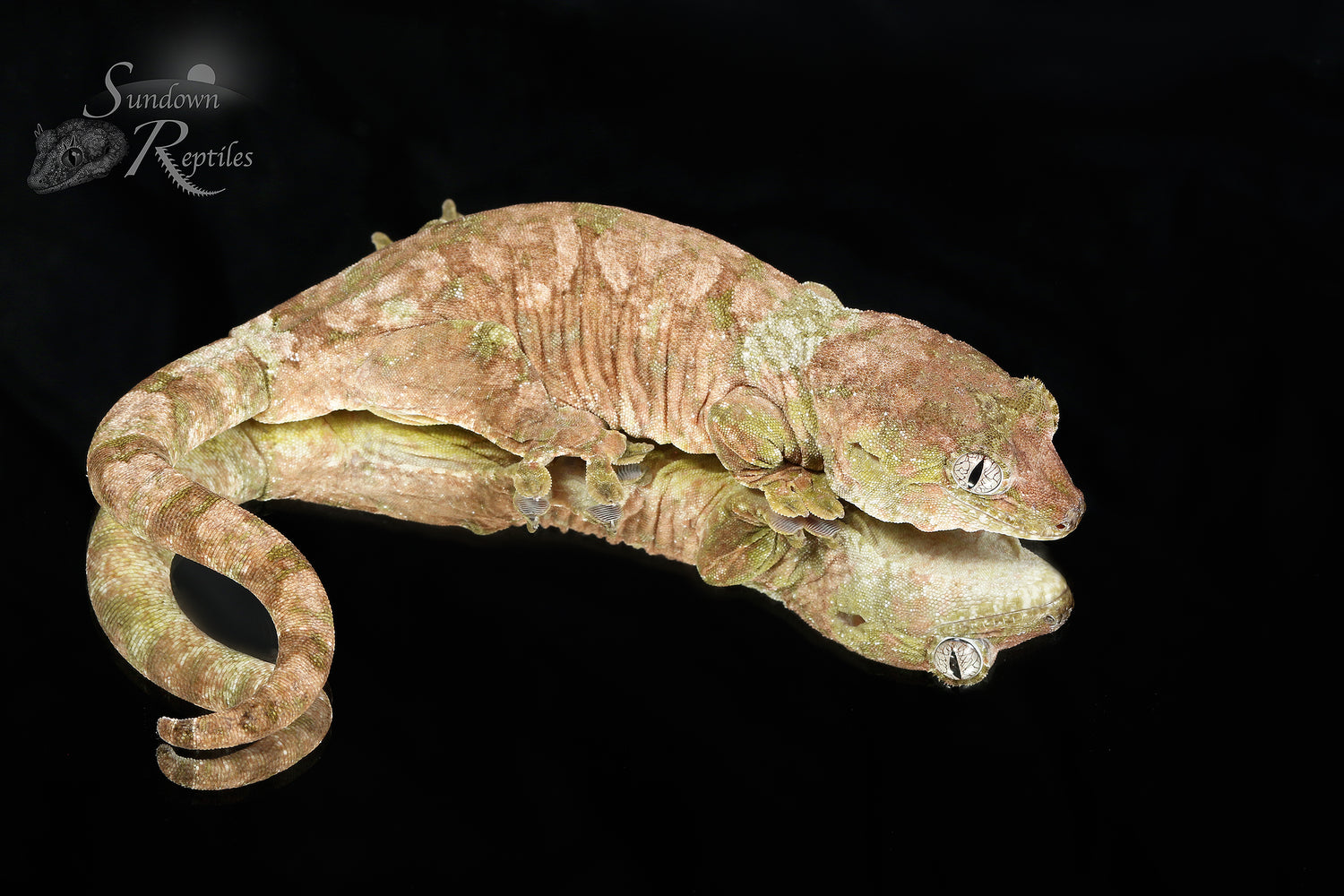 Parula - Sundown Reptiles