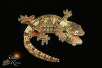 Pine Island Chahoua - Poss female (Aphrodite x Pinnacle) MC2025-131 - Sundown Reptiles