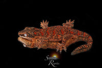 Gargoyle Gecko - Male Super Blotch (Redbud x The Bomb) RA2024-HB1 - Sundown Reptiles