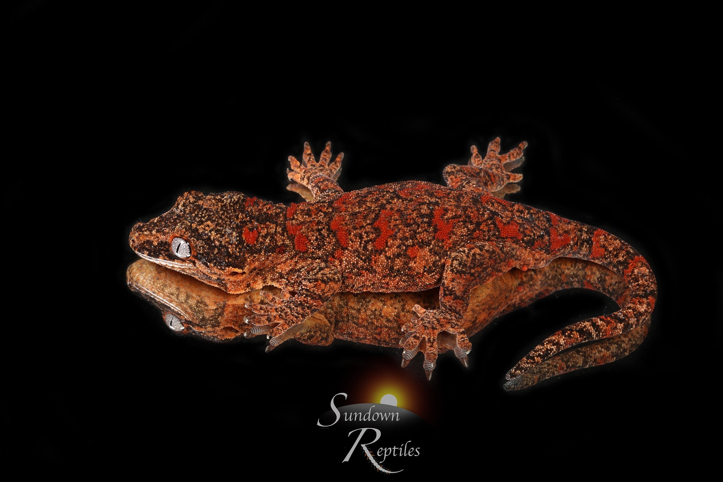 Gargoyle Gecko - Male Super Blotch (Redbud x The Bomb) RA2024-HB1 - Sundown Reptiles