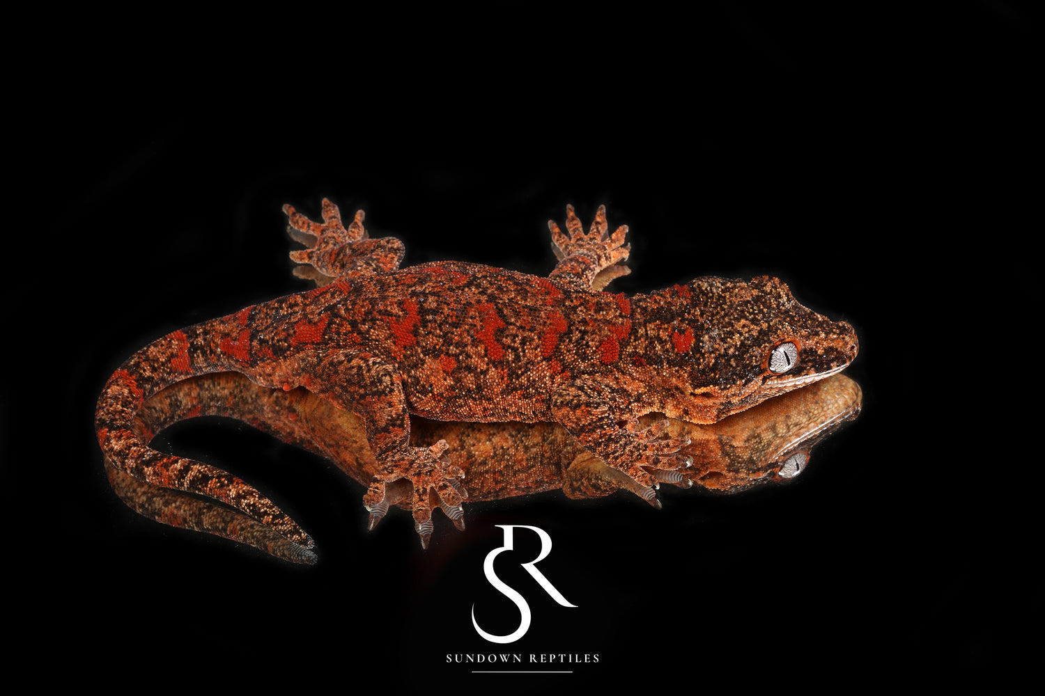 Redbud - Sundown Reptiles