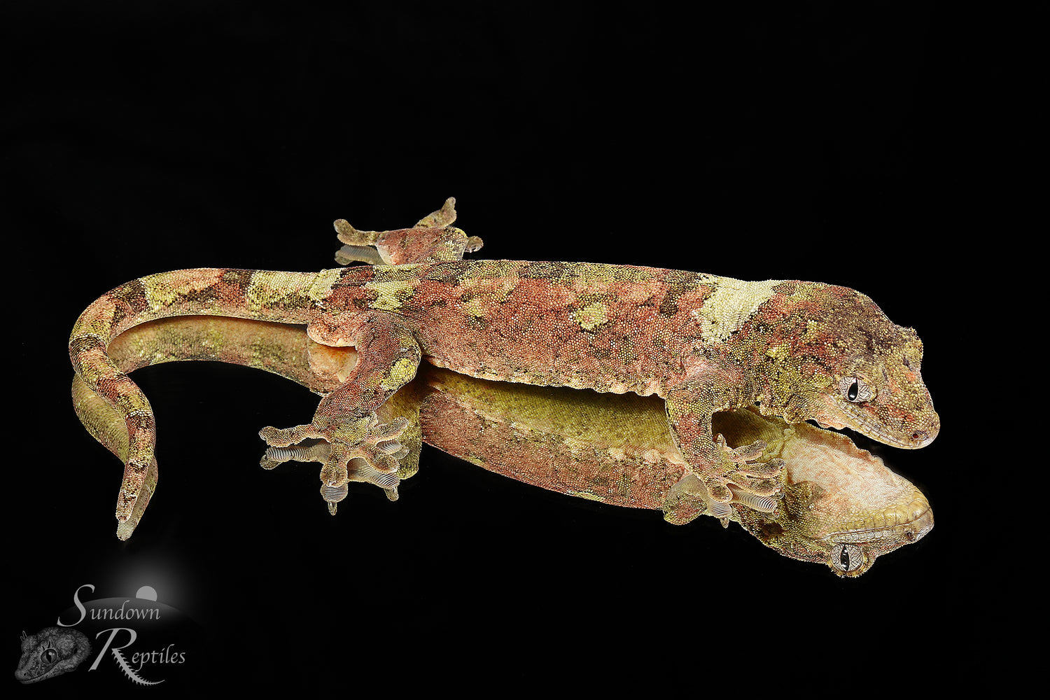 Sabre - Sundown Reptiles