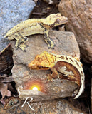Crested Gecko - High White Creamsicle Male (Bane de Soilel x Fiasco/Nirvana) CC29