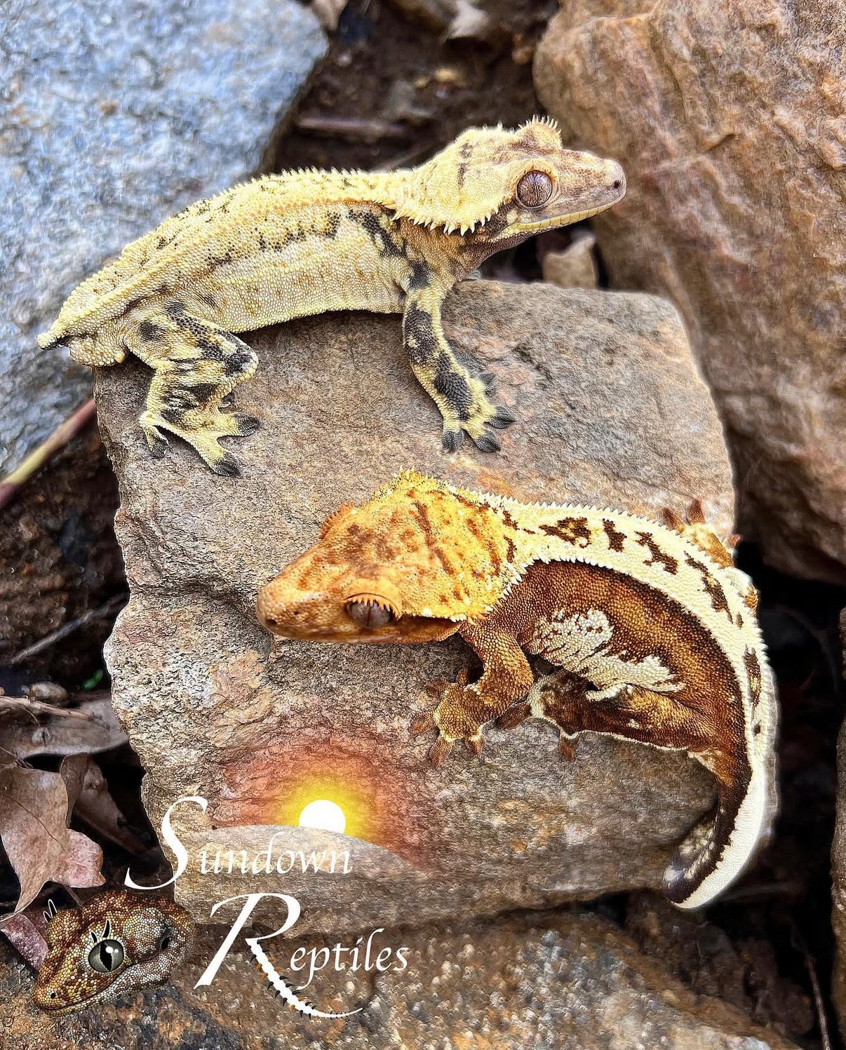 Crested Gecko - High White Creamsicle Male (Bane de Soilel x Fiasco/Nirvana) CC29