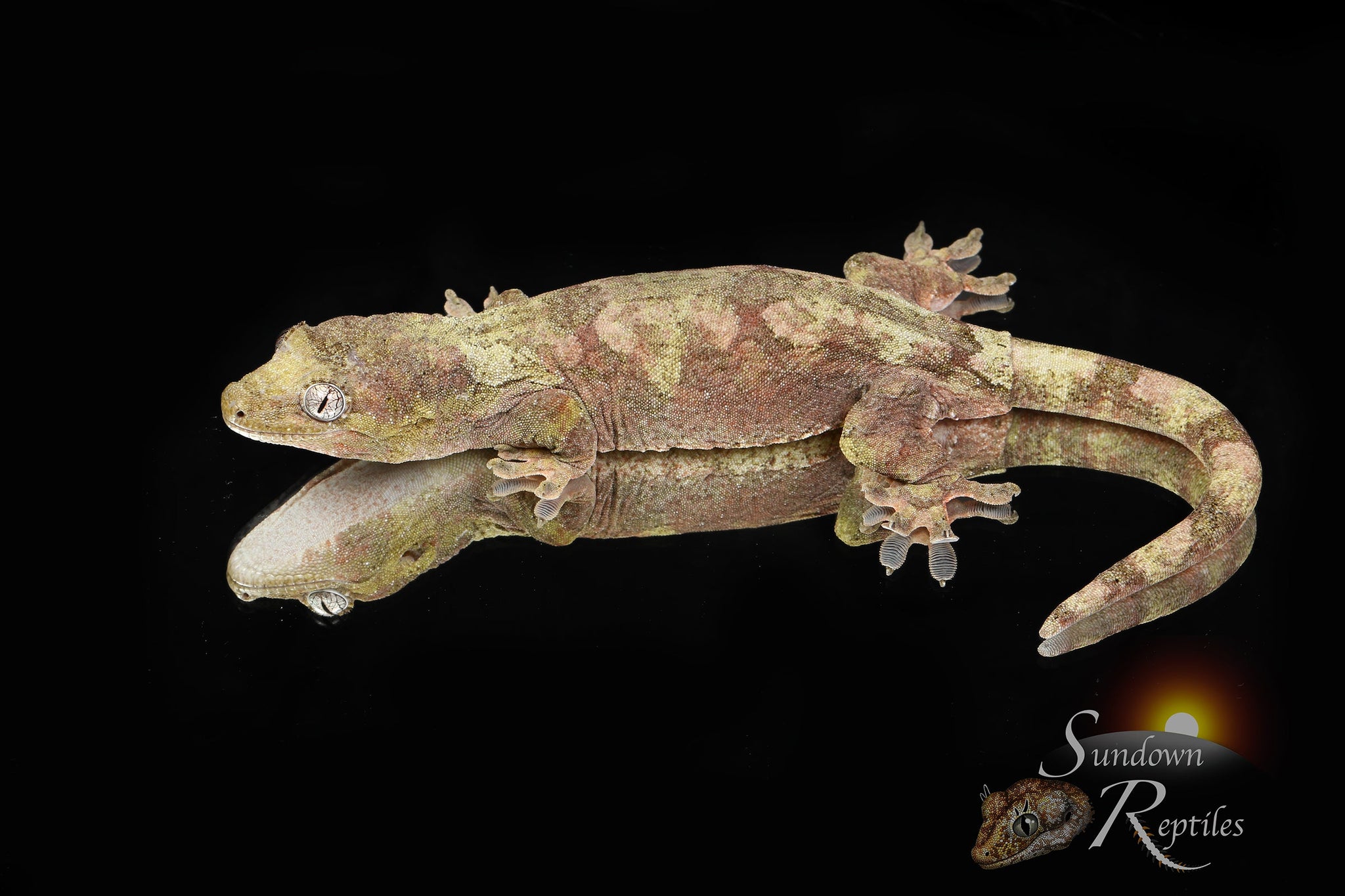 MC2025-44 Unsexed PI M. chahoua - (Funk x Skittles)