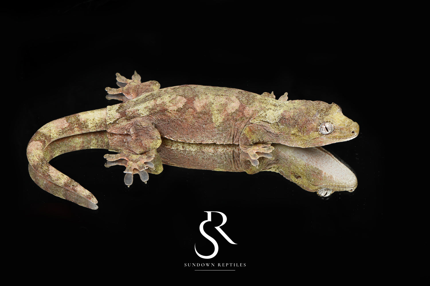 Skittles - Sundown Reptiles