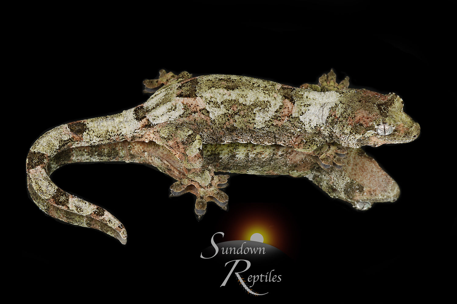Soul Shifter - Sundown Reptiles