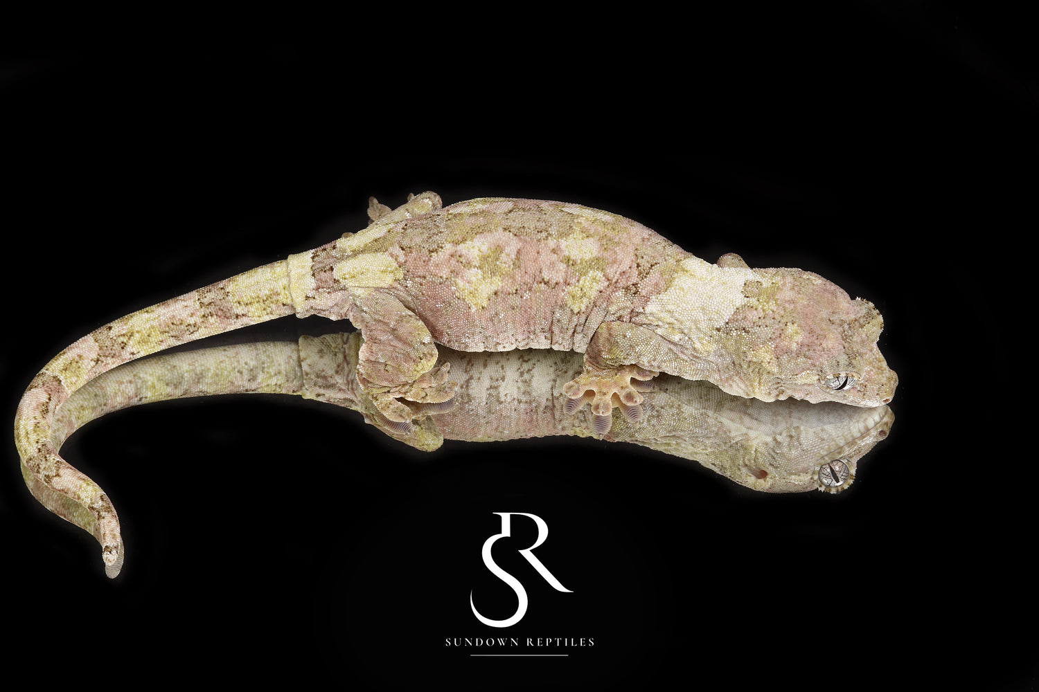 Southern Charm - Sundown Reptiles