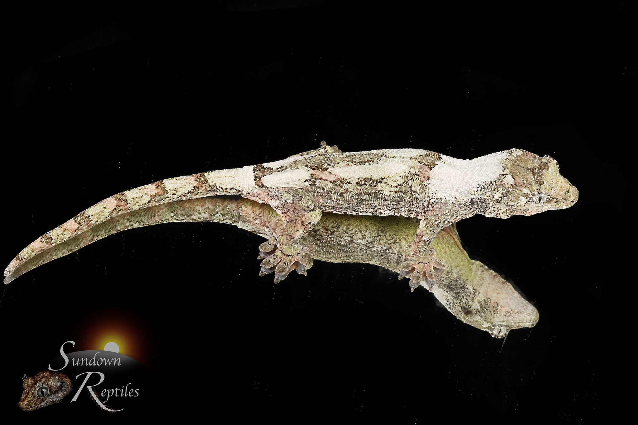 MC2025-52 Unsexed PI M. chahoua - (Fungi x Spring)