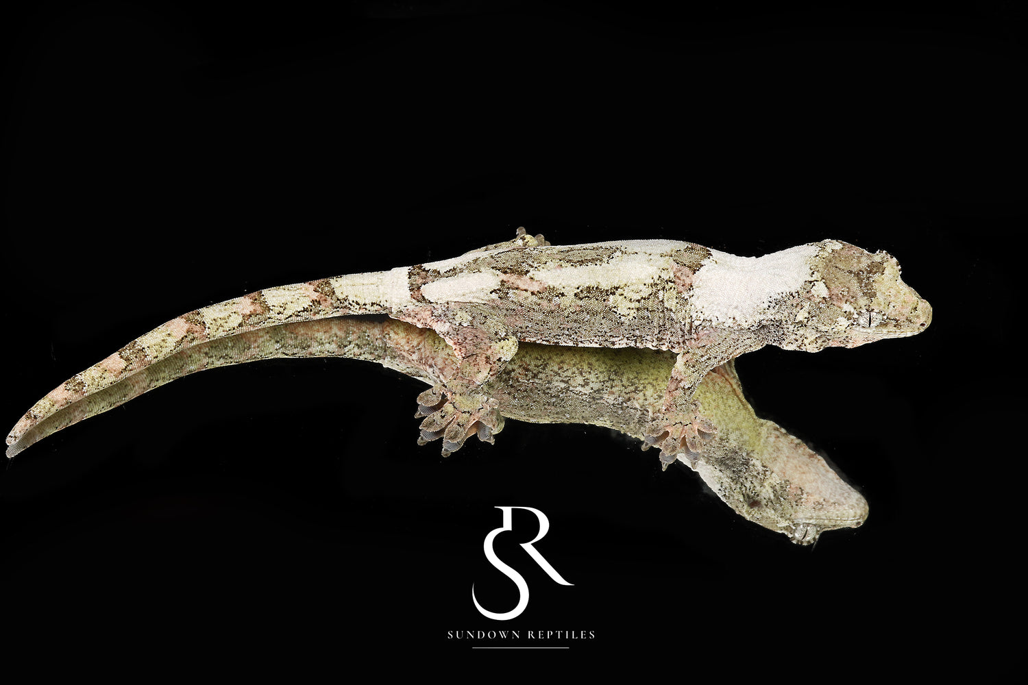Spring - Sundown Reptiles