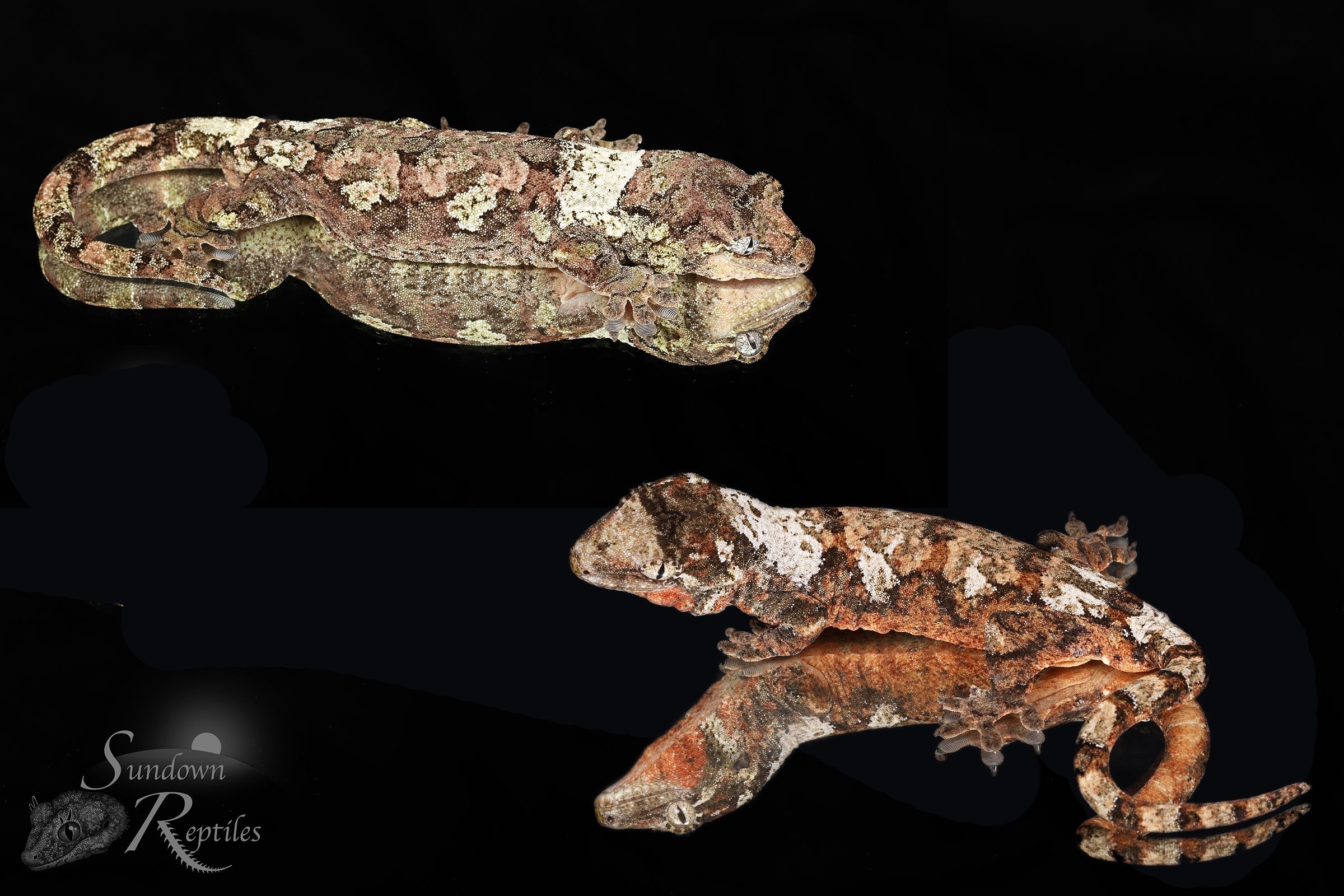 Pine Island chahoua - Unsexed (Starling x Denali) MC2025-149 - Sundown Reptiles