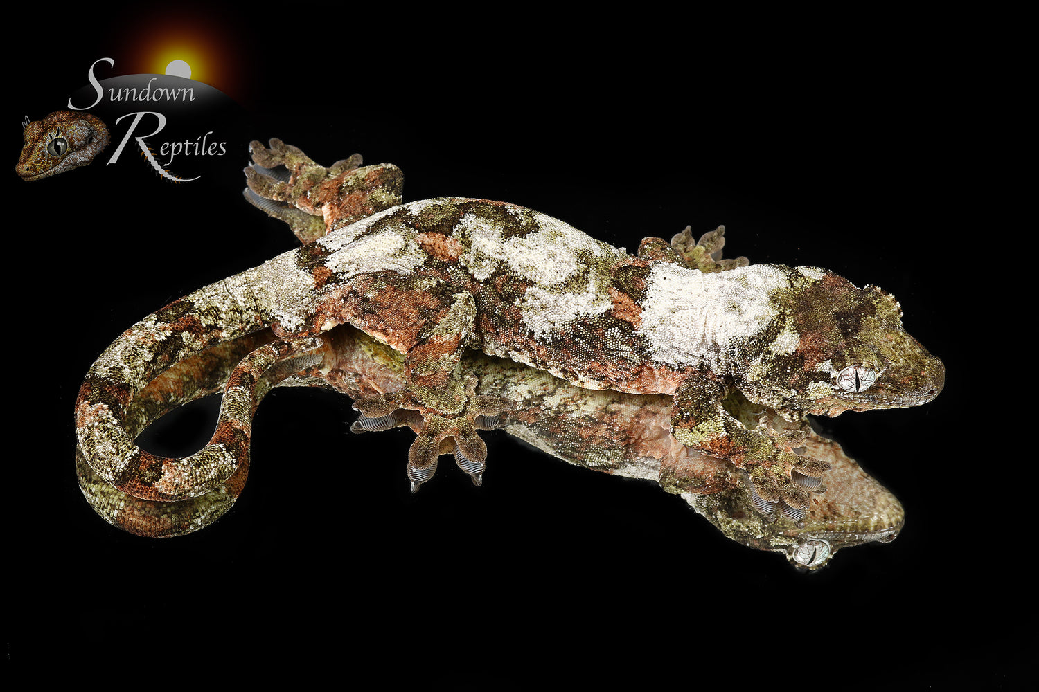 Sundown - Sundown Reptiles