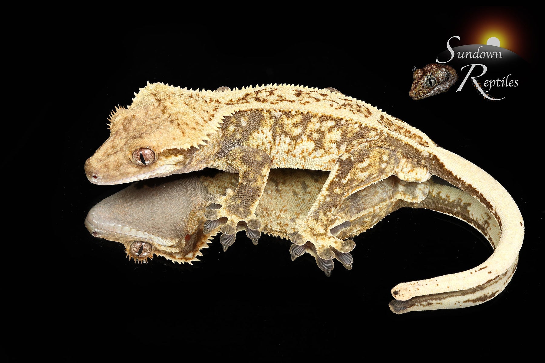 Crested Gecko - Probable Female (Emily Burke's Brandywine x Sweetgum) CC2025-25 - Sundown Reptiles
