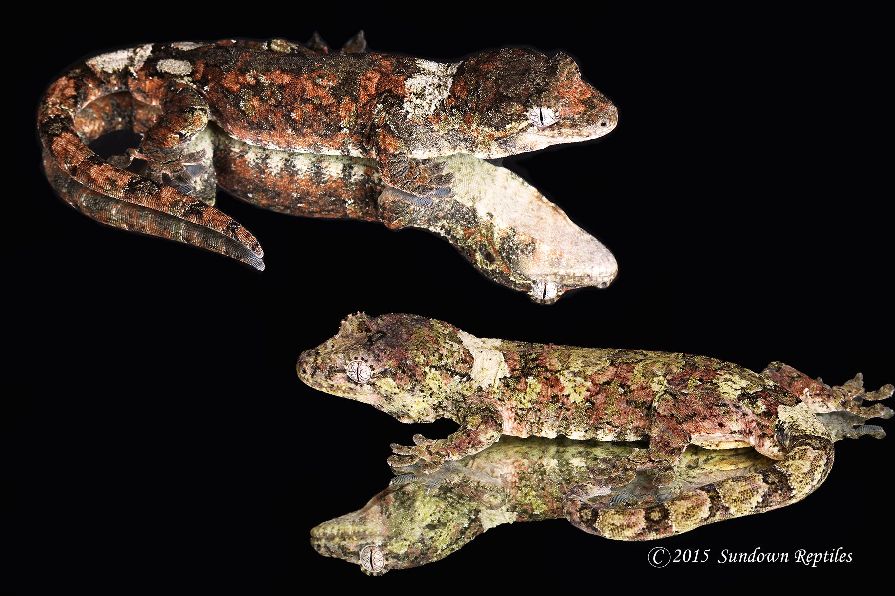 Pine Island chahoua - Unsexed (Tangara x Thrasher) MC2026-3 - Sundown Reptiles