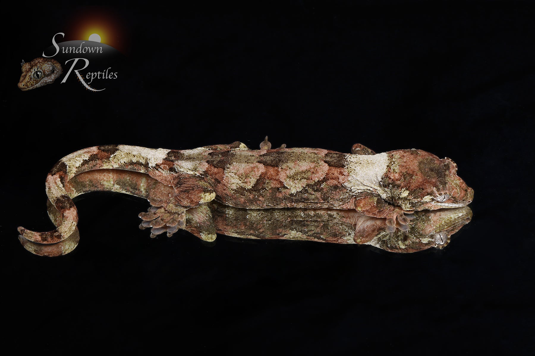 Pine Island chahoua - Female (Tern x Godzooky) MC2025-119 - Sundown Reptiles