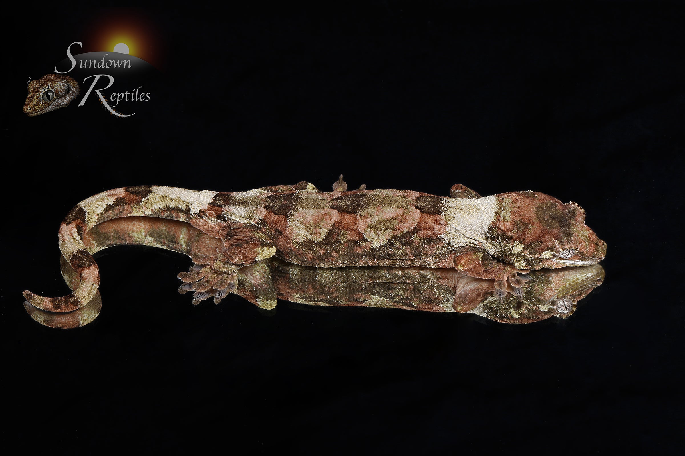 Pine Island chahoua - Female (Tern x Godzooky) MC2025-119 - Sundown Reptiles