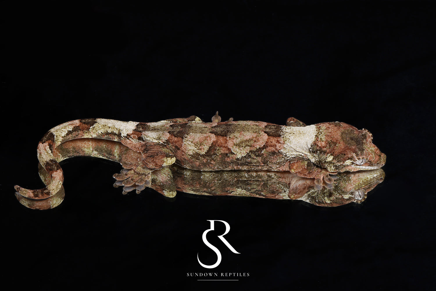 Tern - Sundown Reptiles