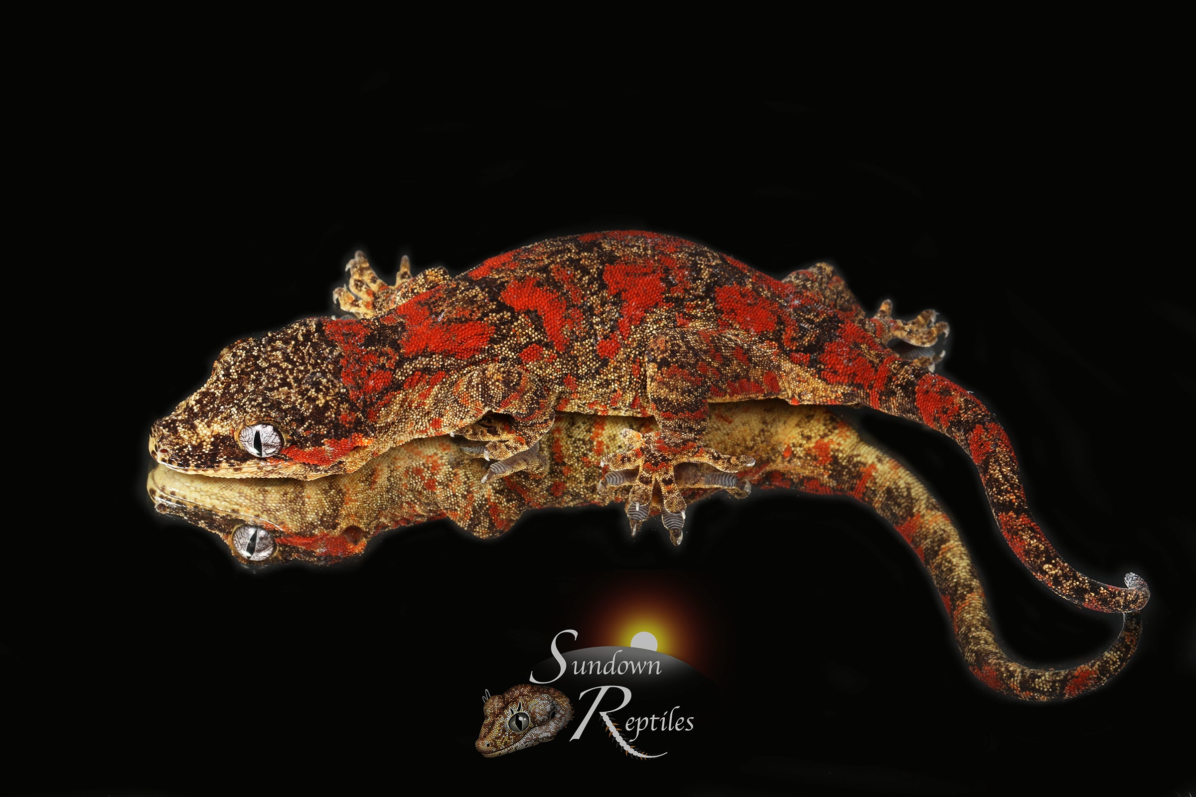 Gargoyle Gecko - RTB Male Super Blotch (Mars x Tulip Offspring) RA2023-HB1 - Sundown Reptiles