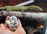 2023 USCBB Unsexed Yellow Tree Monitor (Varanus reisingeri)