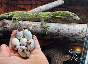USCBB Unsexed Yellow Tree Monitor (Varanus reisingeri)