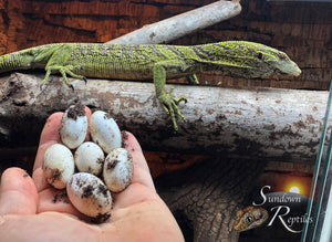 2023 USCBB Unsexed Yellow Tree Monitor (Varanus reisingeri)