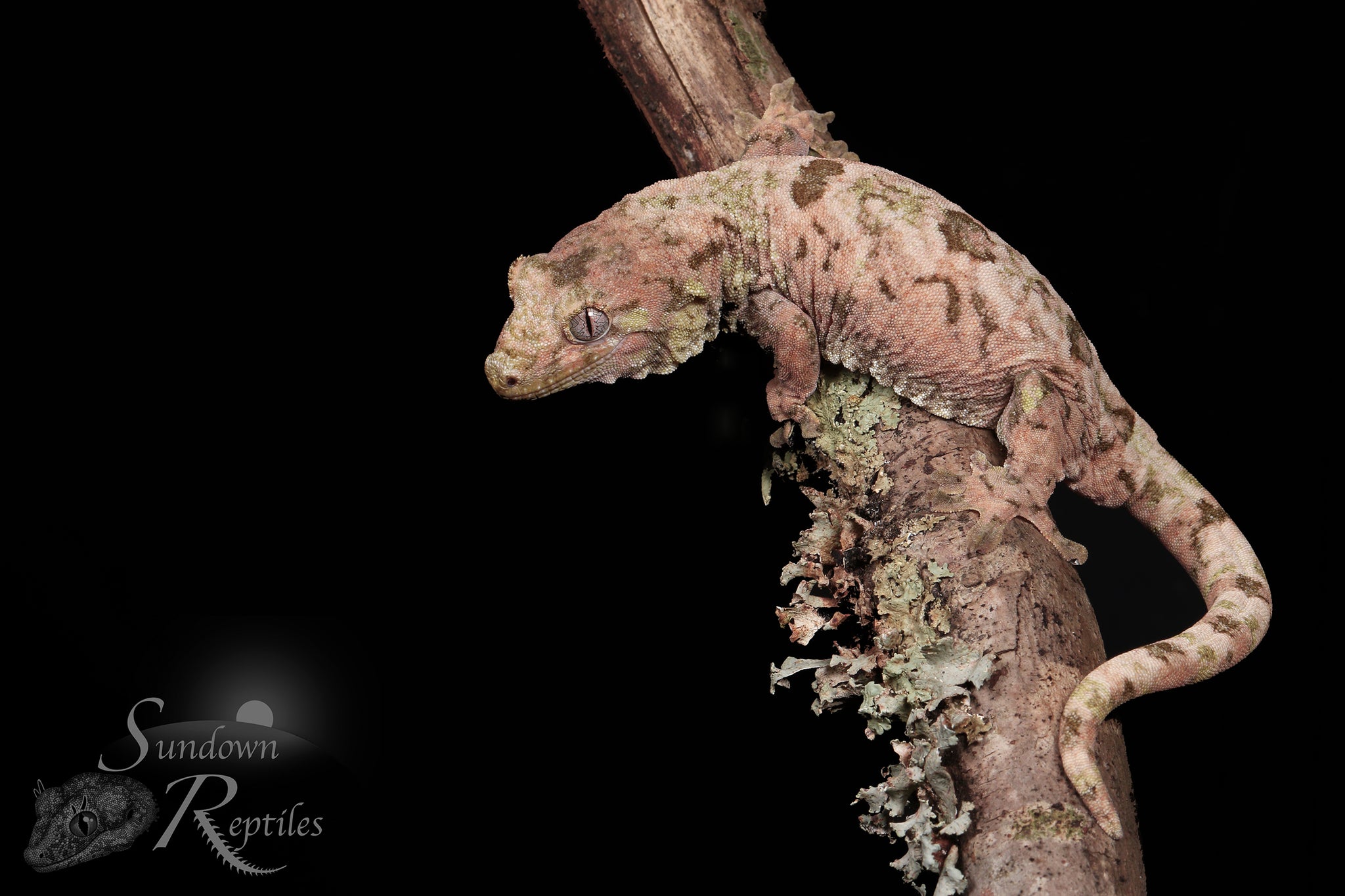 MC8 Female Pastel PI M. chahoua - (Vanda x Atlas)