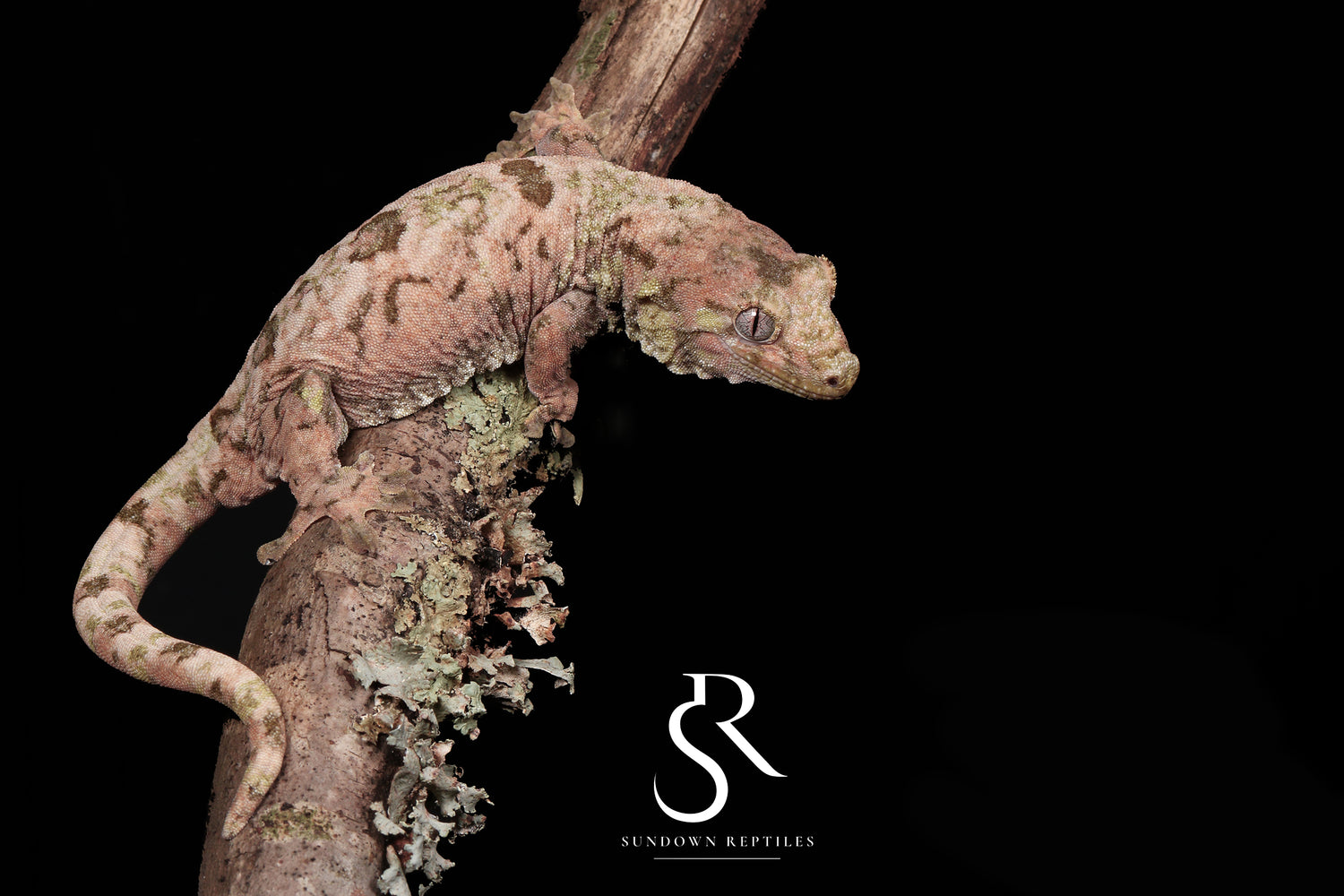 Vanda - Sundown Reptiles