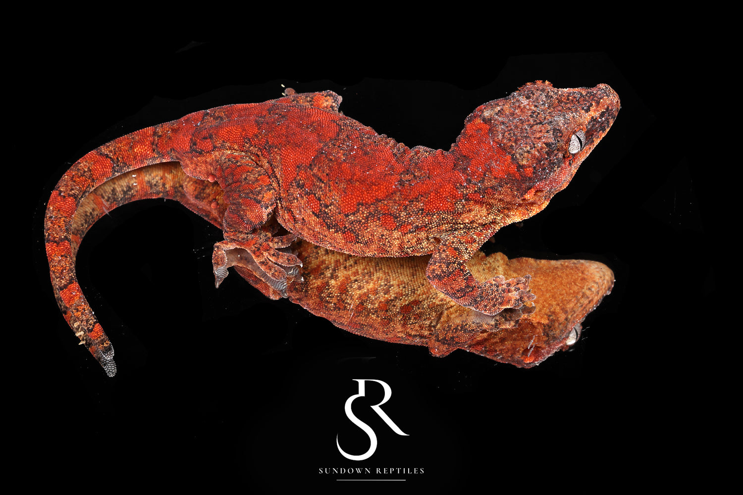 Wildfire - Sundown Reptiles