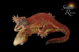 RA2025-14  Female Gargoyle Gecko  (Redbud x X-mas)