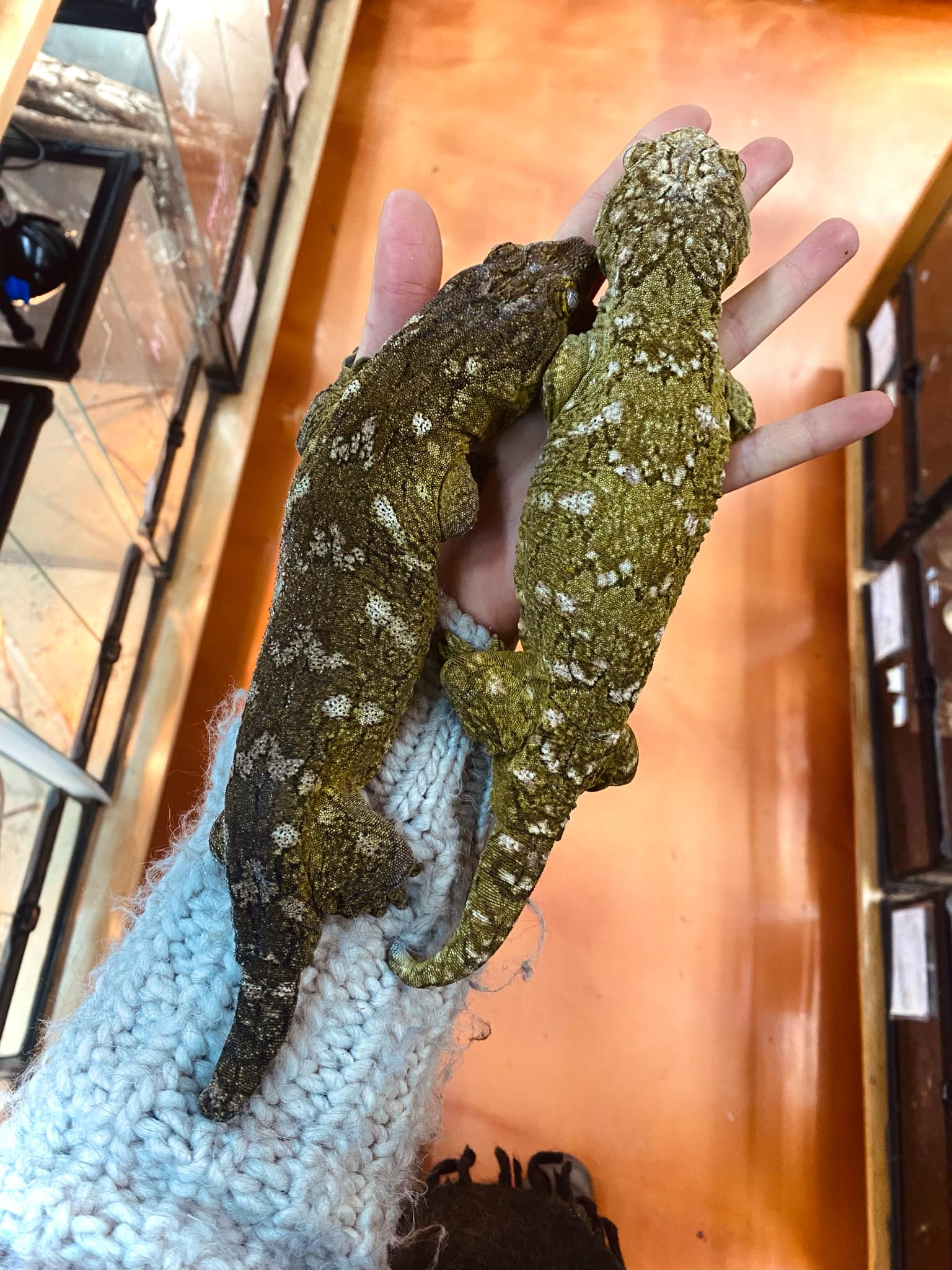 RL2025-9 Unsexed NLS Leachianus