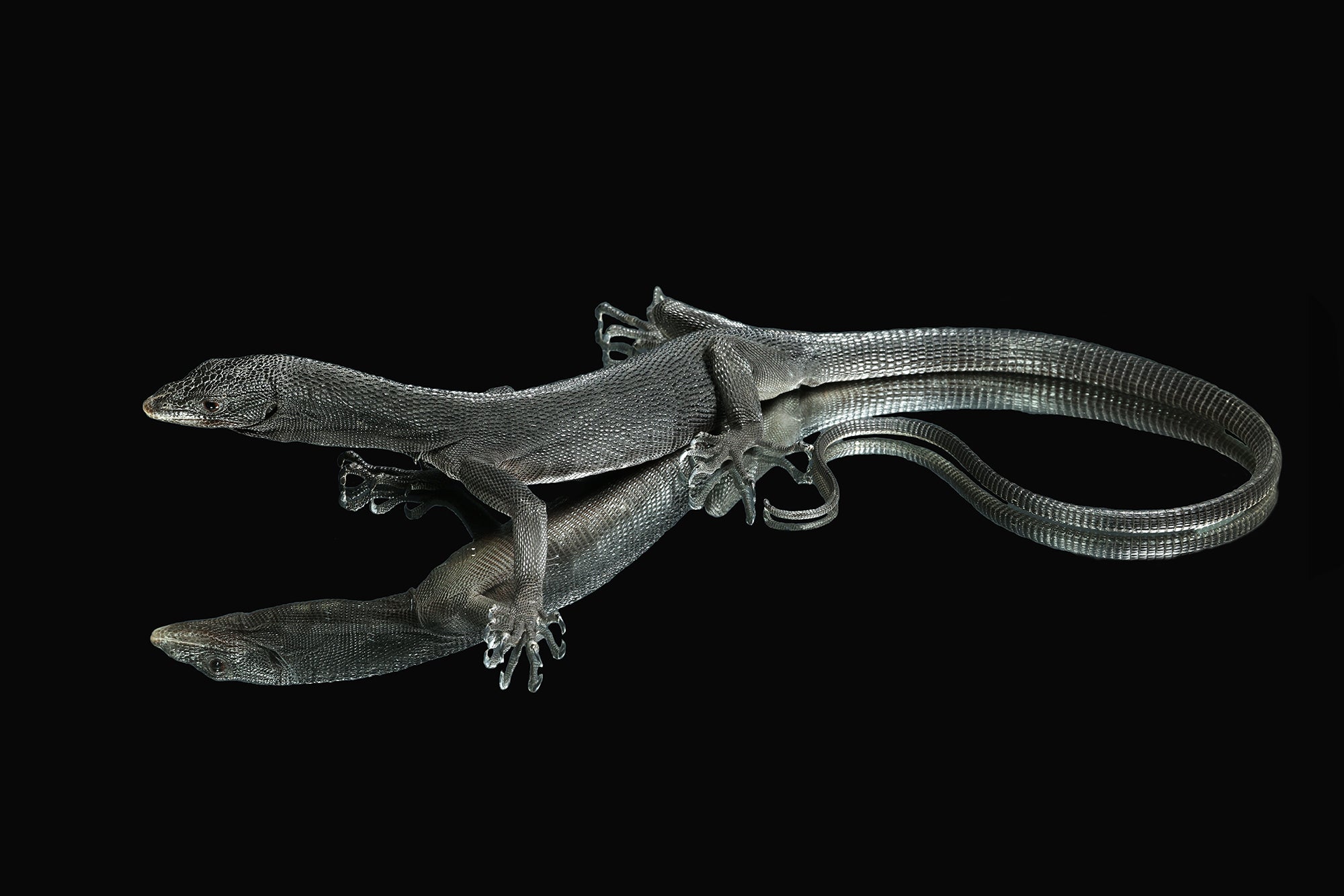 Black Tree Monitor (Varanus beccarii) Care - Sundown Reptiles