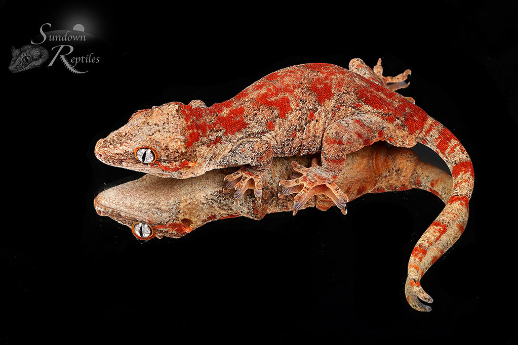 Bloody Mary Line! Female Gargoyle Gecko (Rhacodactylus auriculatus)