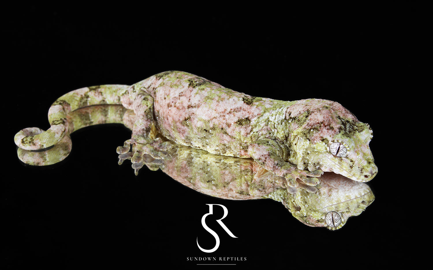 Boo - Sundown Reptiles