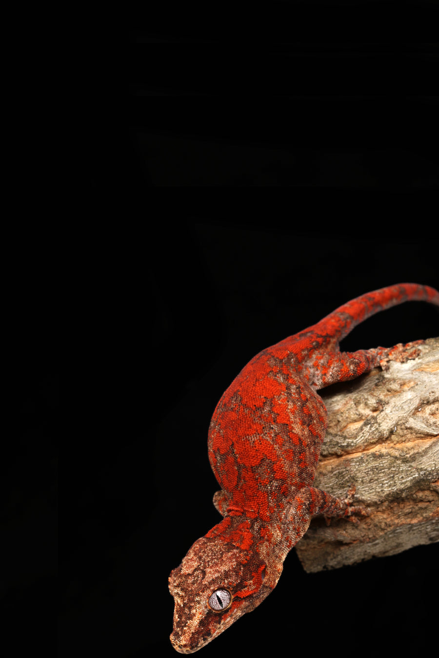 Quality Captive Bred Reptiles - Sundown Reptiles