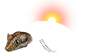 Sundown Reptiles