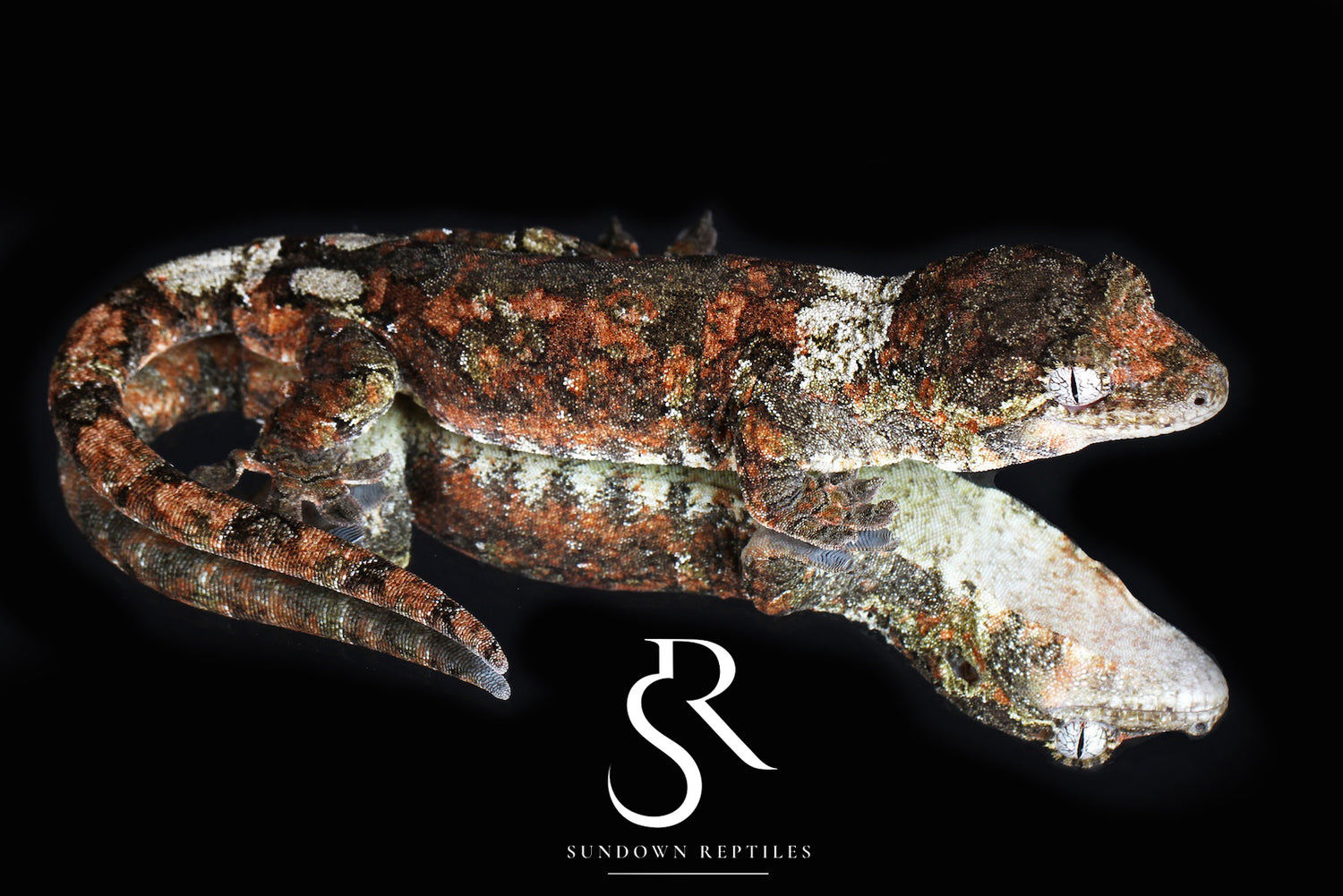 Tangara - Sundown Reptiles