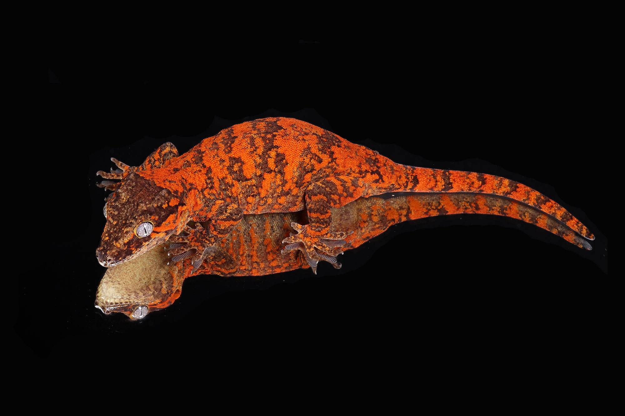 Gargoyle Gecko (Rhacodactylus auriculatus) Care - Sundown Reptiles