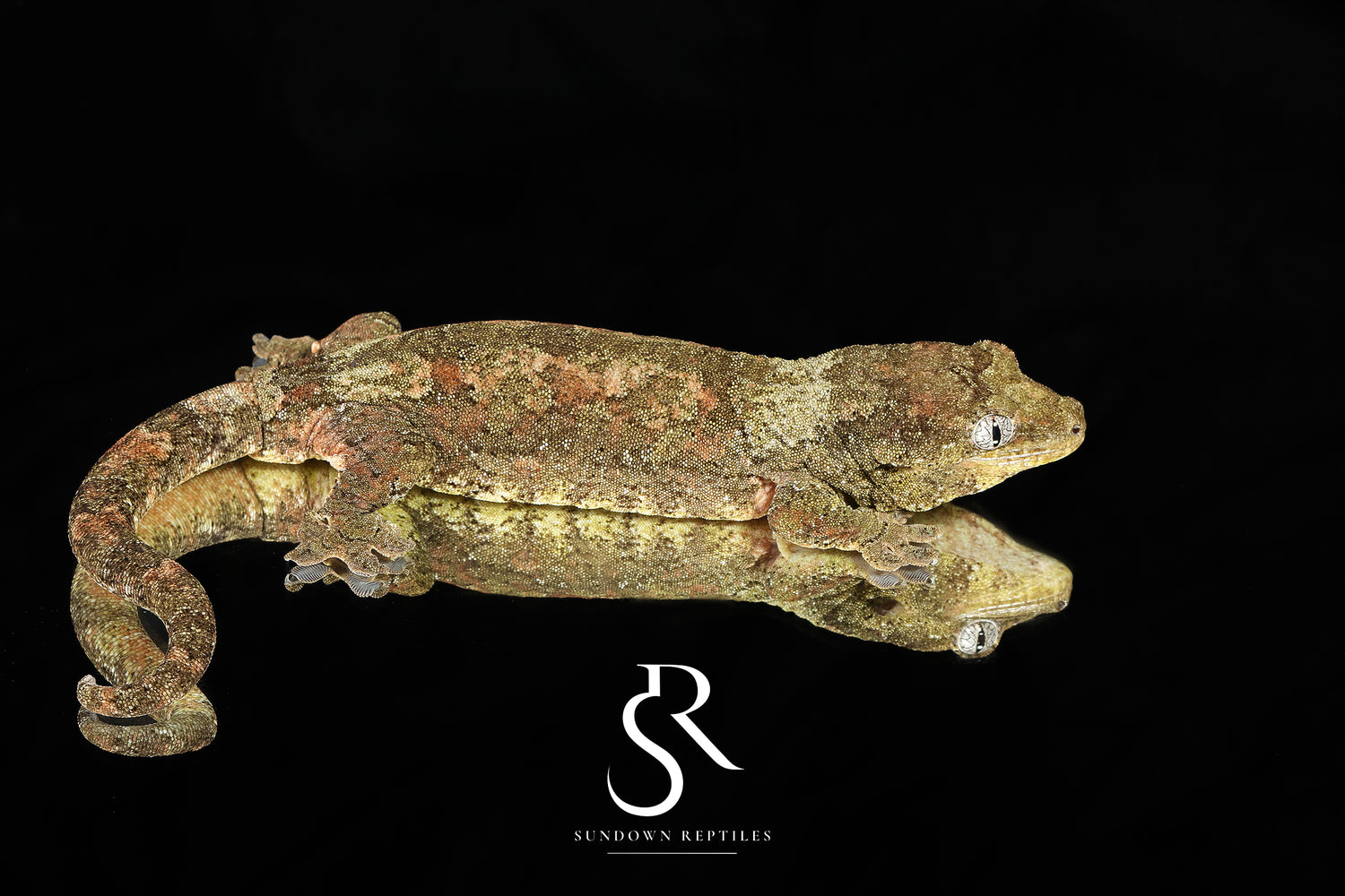 Greenlet - Sundown Reptiles