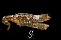Pine Island Chahoua -  Female (Ivy x Firefly) MC2025-129 - Sundown Reptiles