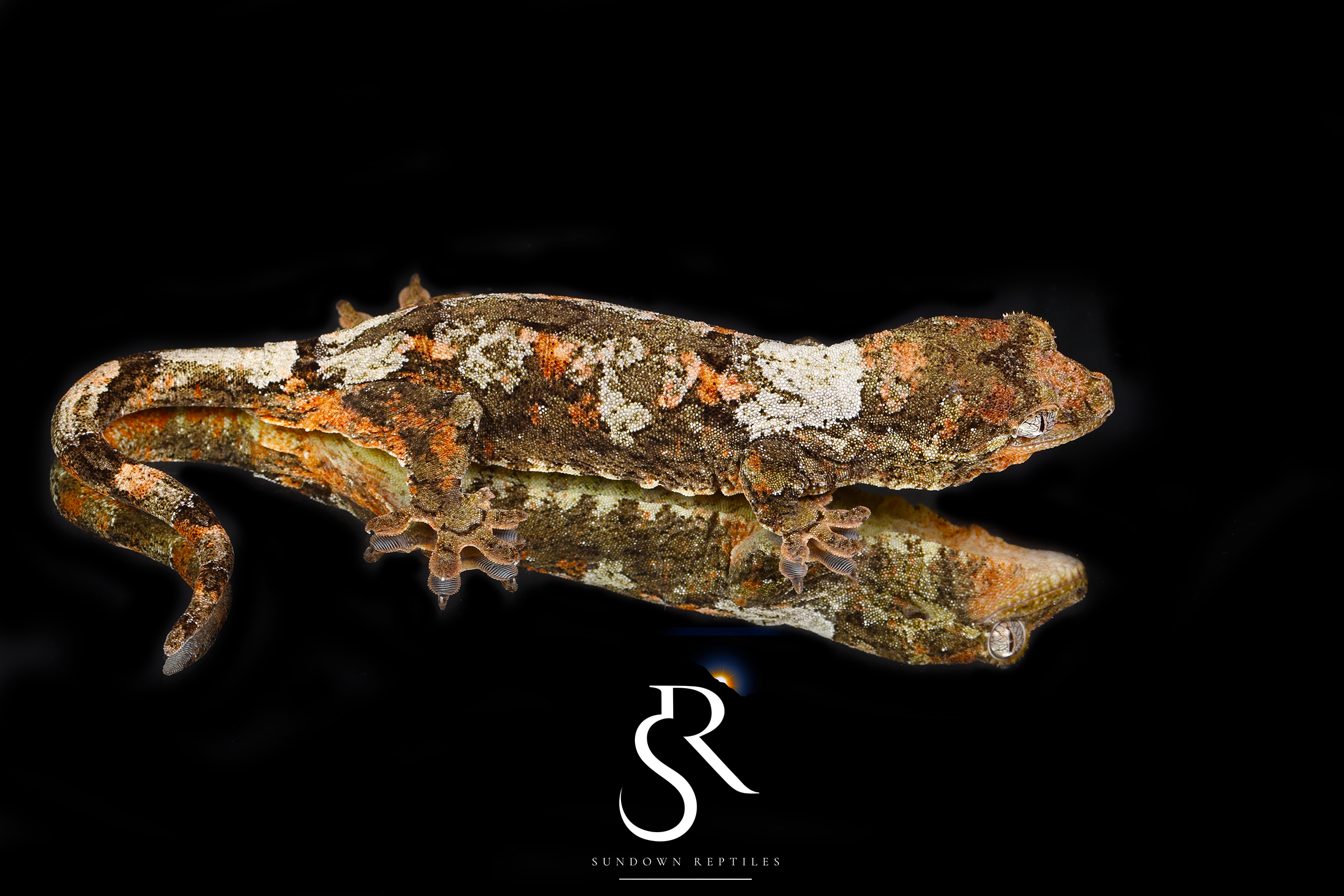 Pine Island Chahoua -  Female (Ivy x Firefly) MC2025-129 - Sundown Reptiles