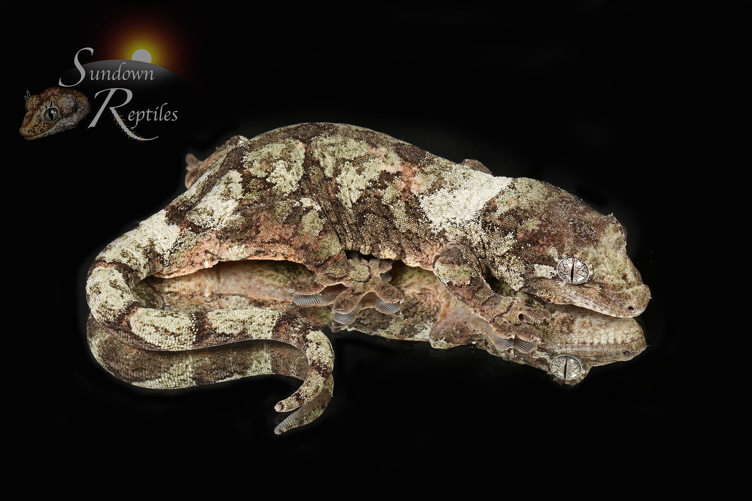 Kuso - Sundown Reptiles