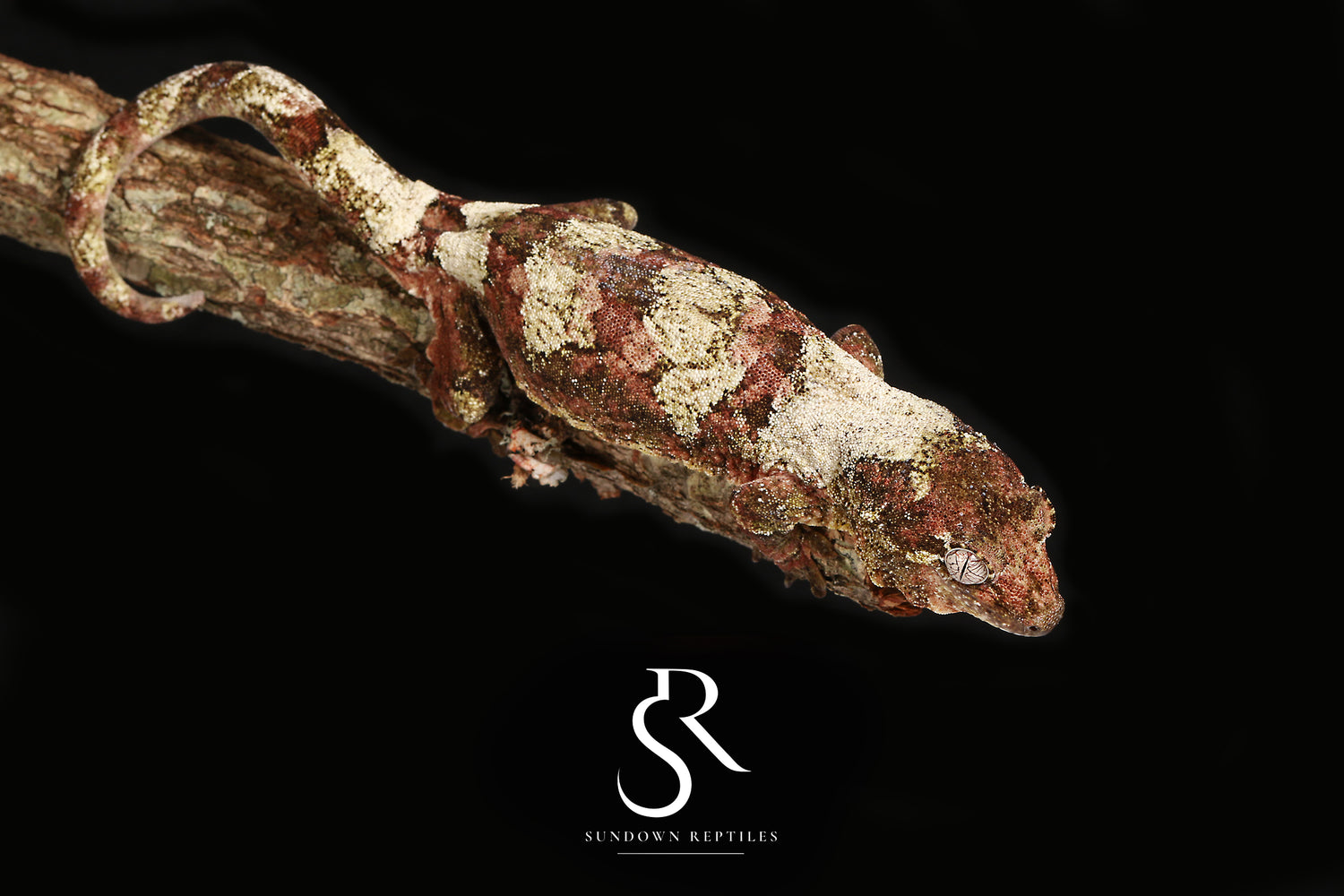 Lady Slipper - Sundown Reptiles