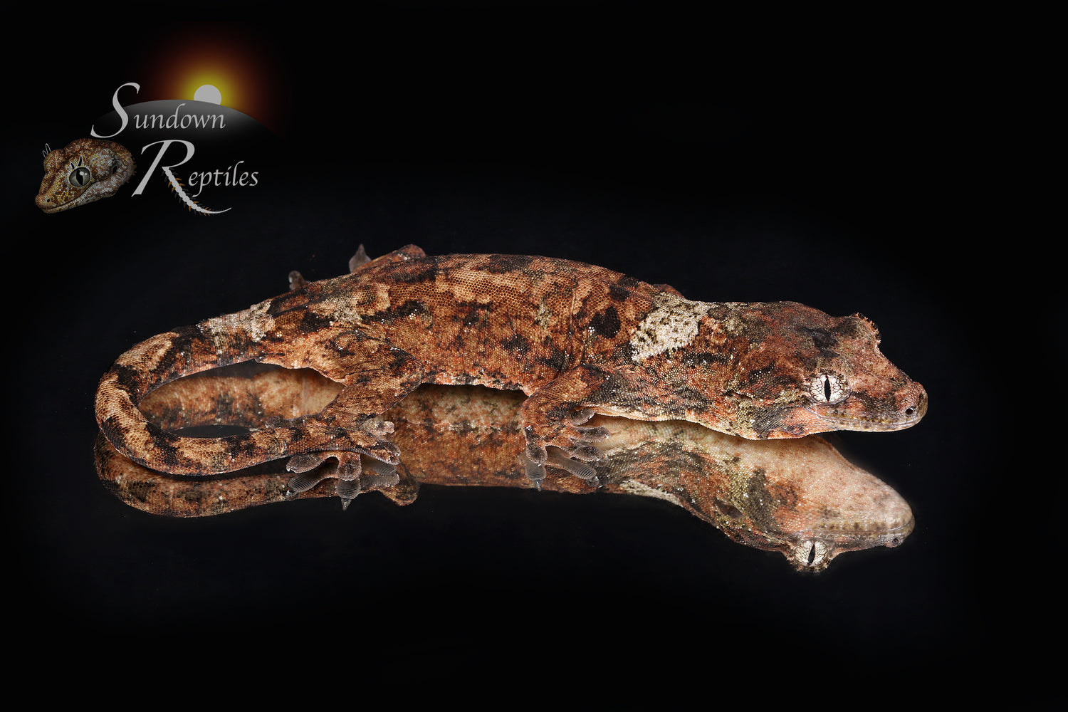 Woodstar - Sundown Reptiles