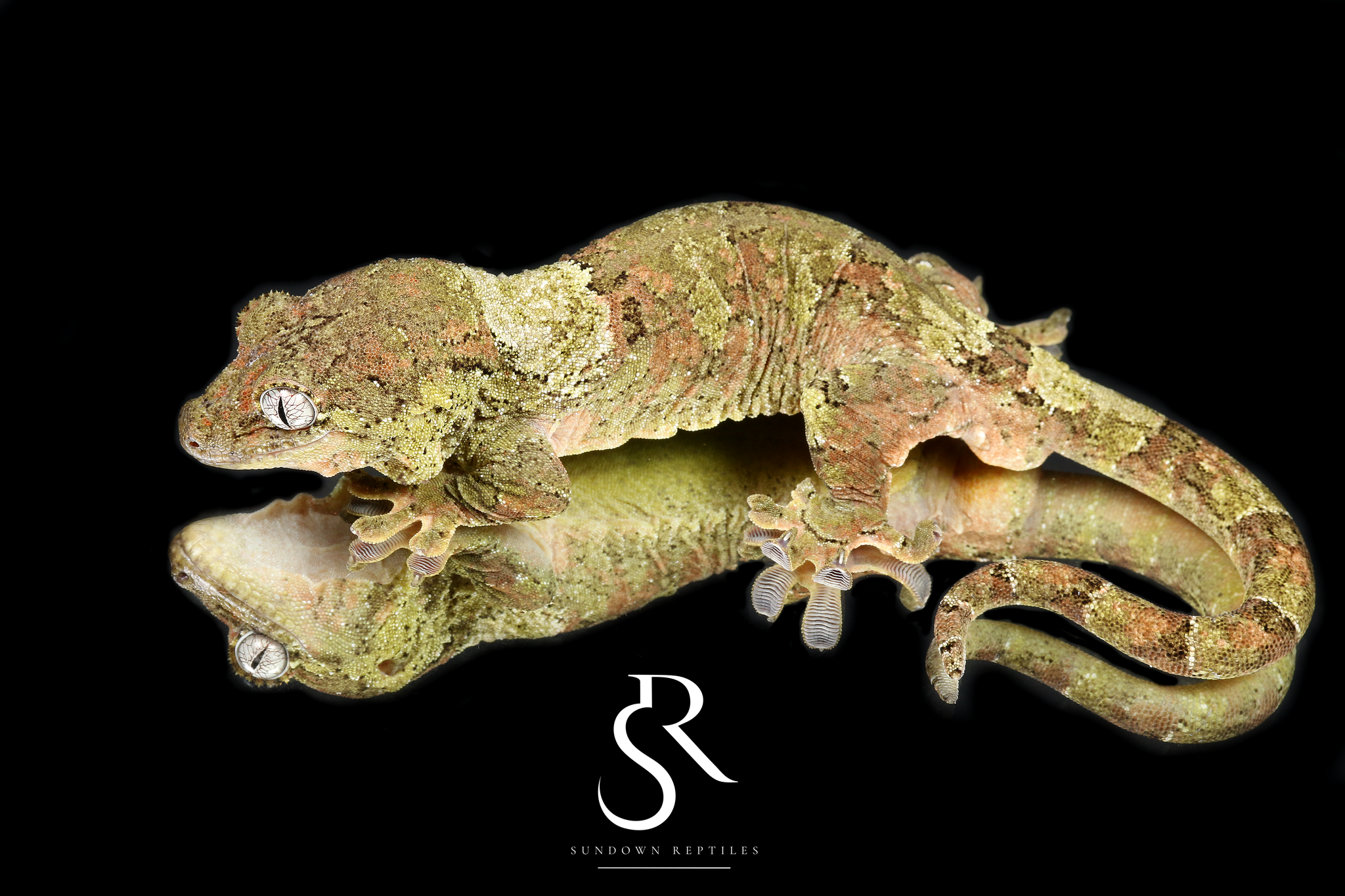 Female PI M. chahoua - (Arctica x Lolo)