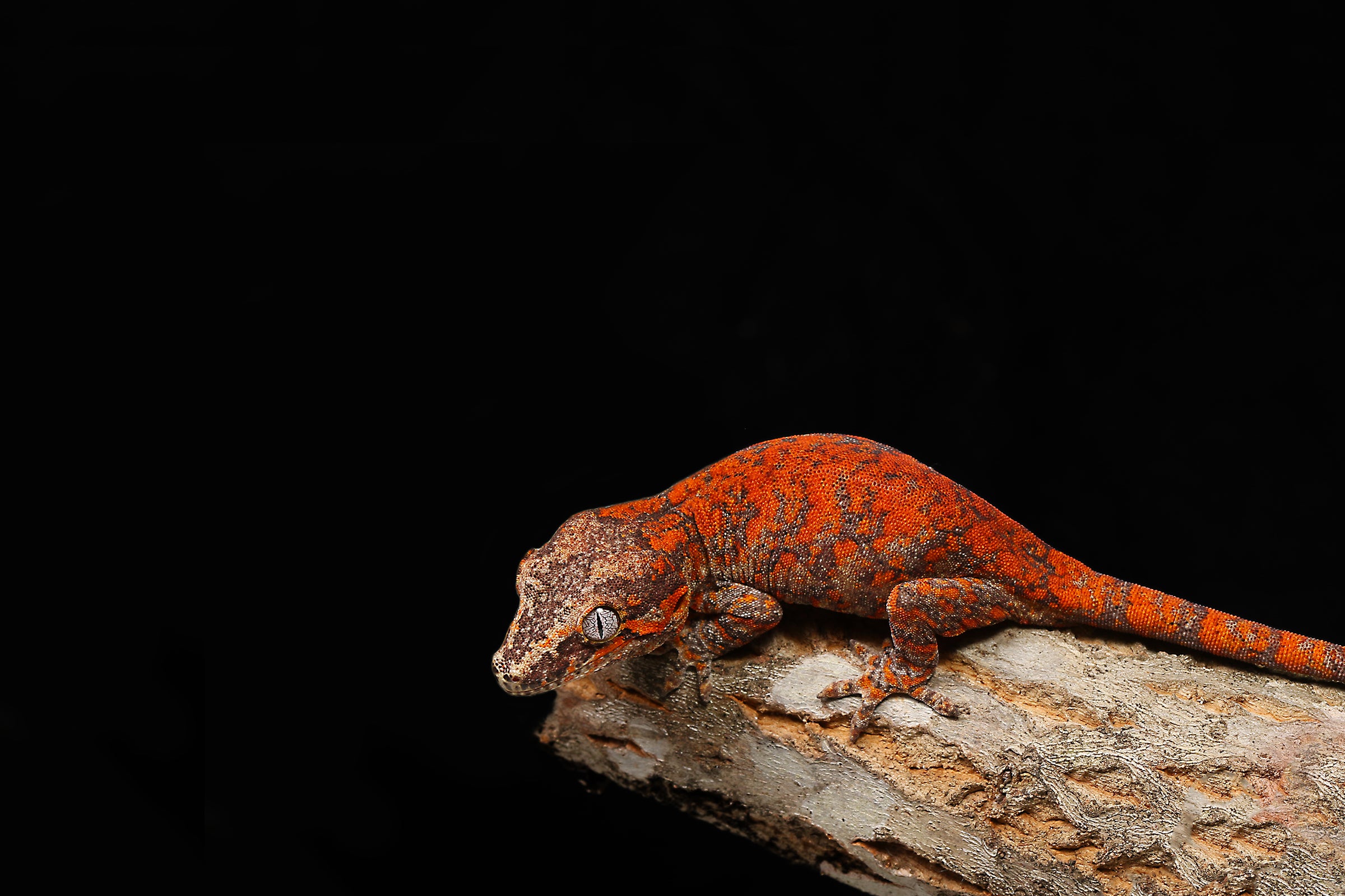 Quality Captive Bred Reptiles - Sundown Reptiles
