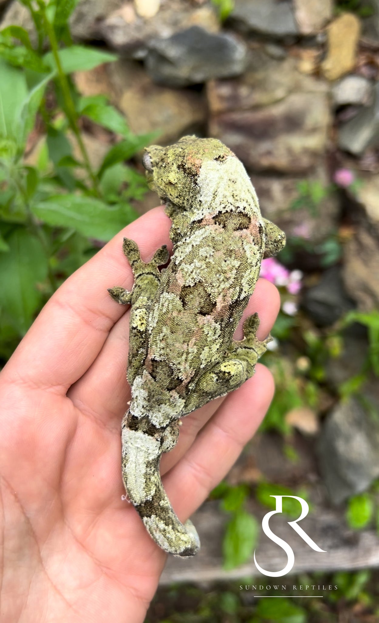 RTB virgin Female PI M. chahoua - (Soul Shifter x Sage )