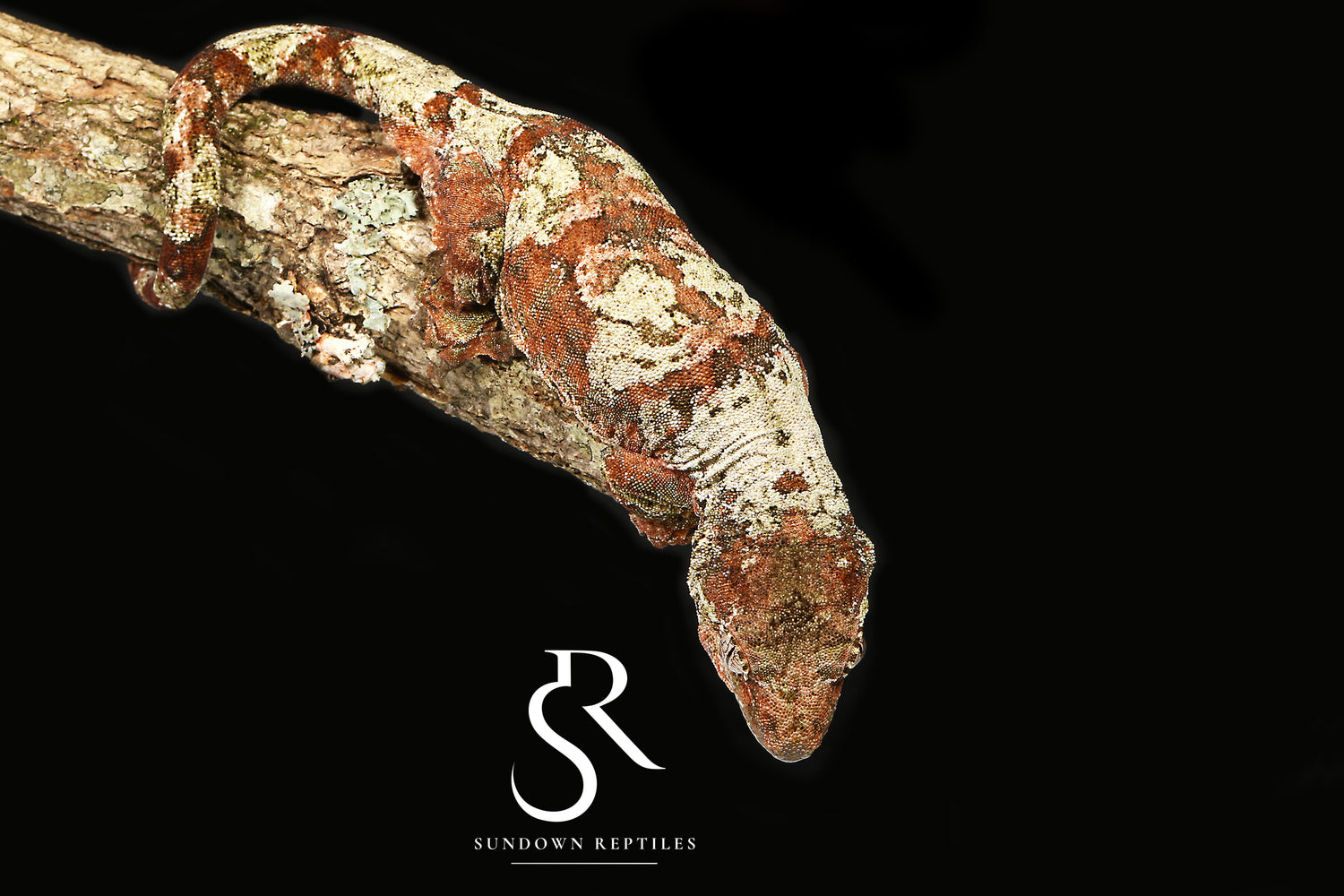 Sedona - Sundown Reptiles