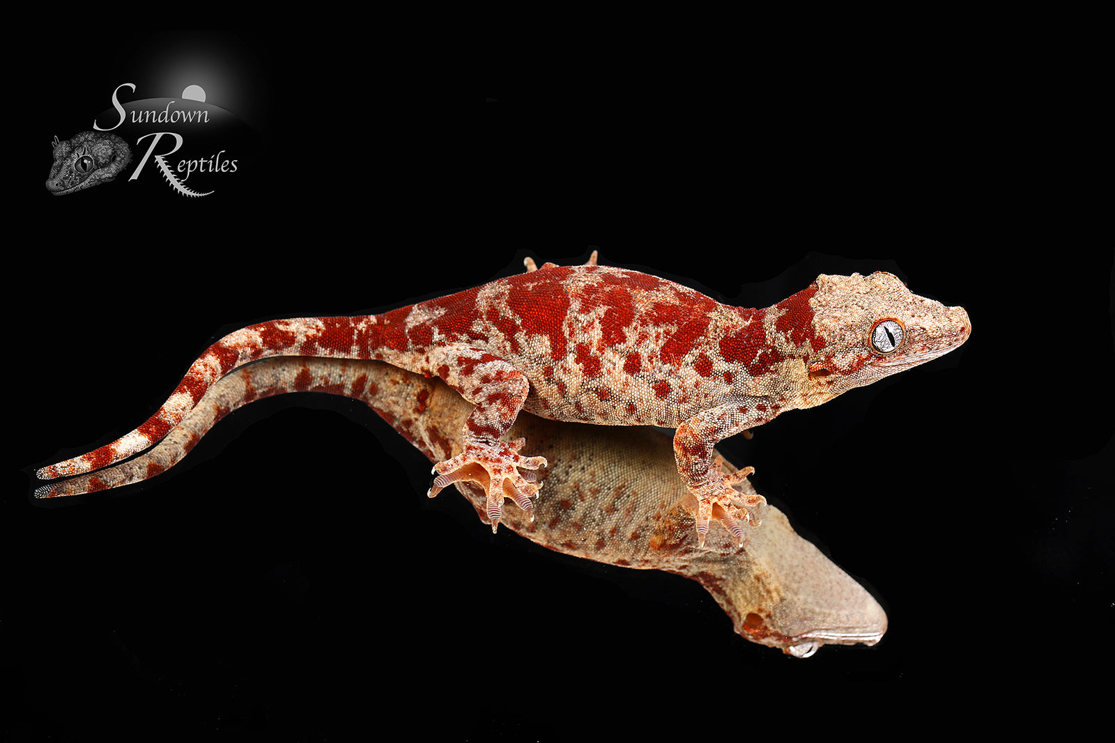 Bloody Mary Line! Female Gargoyle Gecko (Rhacodactylus auriculatus)